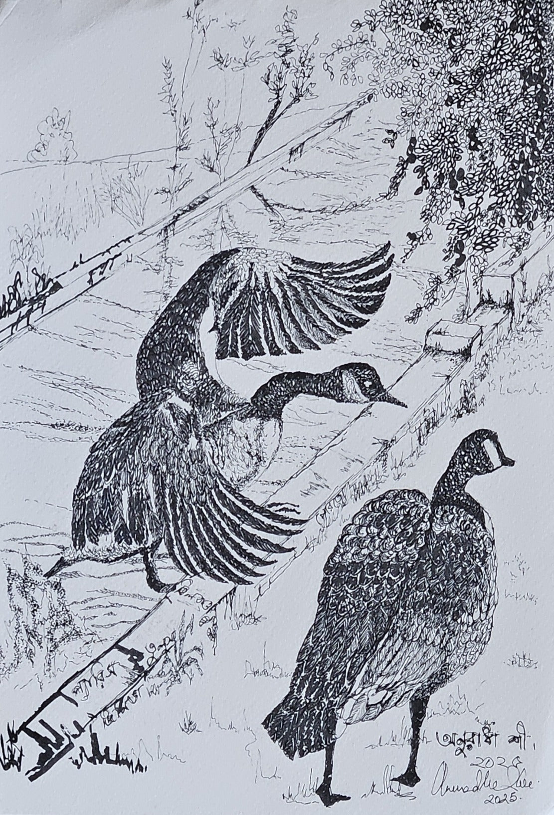 sketch work - Swans - the dating pair